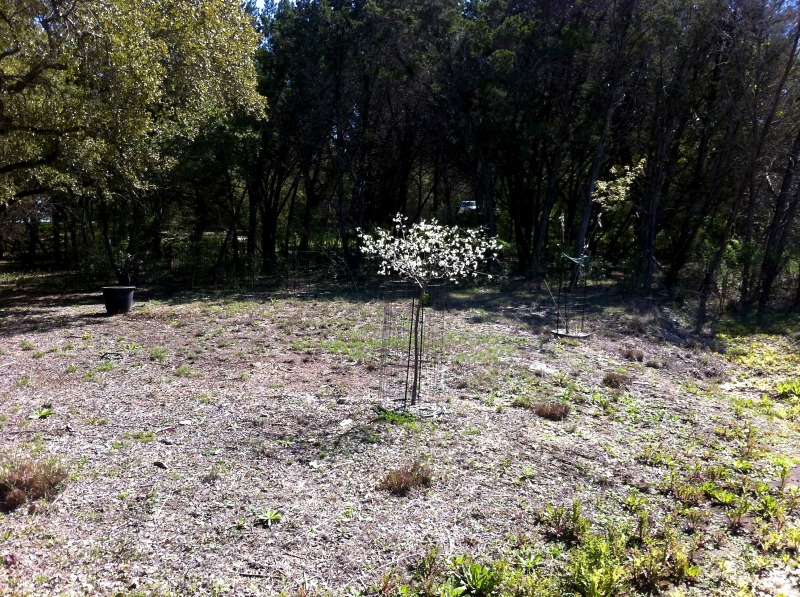 2012/00(Landscaping)/800x600_2012-03-03-6607 Conifer Cove-37.jpg